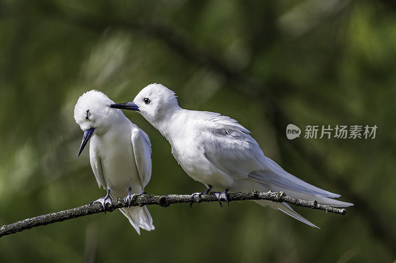 白燕鸥(Gygis alba)是一种小型海鸟，发现横跨热带海洋的世界。Papahānaumokuākea海洋国家纪念碑，中途岛，中途岛环礁，夏威夷群岛。一对恋爱的。梳理。